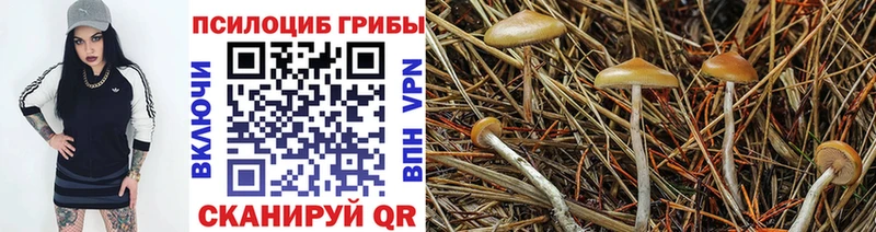 купить   Камызяк  Псилоцибиновые грибы Psilocybine cubensis 